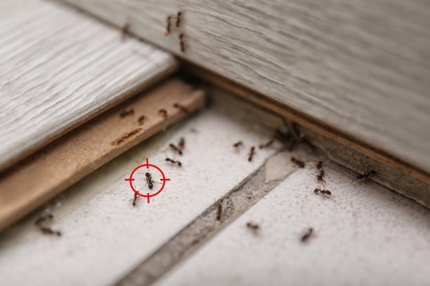 Best Pest Removal Services  in Yorba Linda, CA