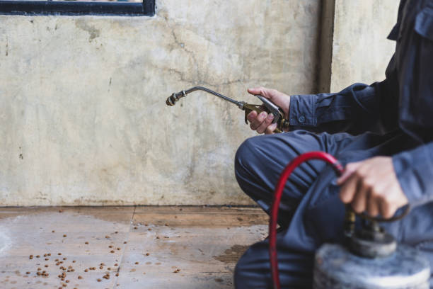 Flea Control Services in Yorba Linda, CA